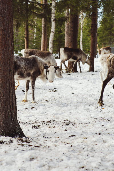 BOLIDEN GPS RENAR-0867.jpg